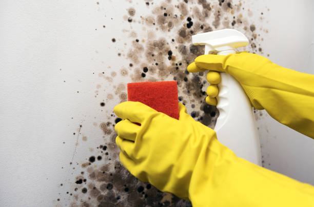 Best Basement Mold Remediation in Boonville, NC